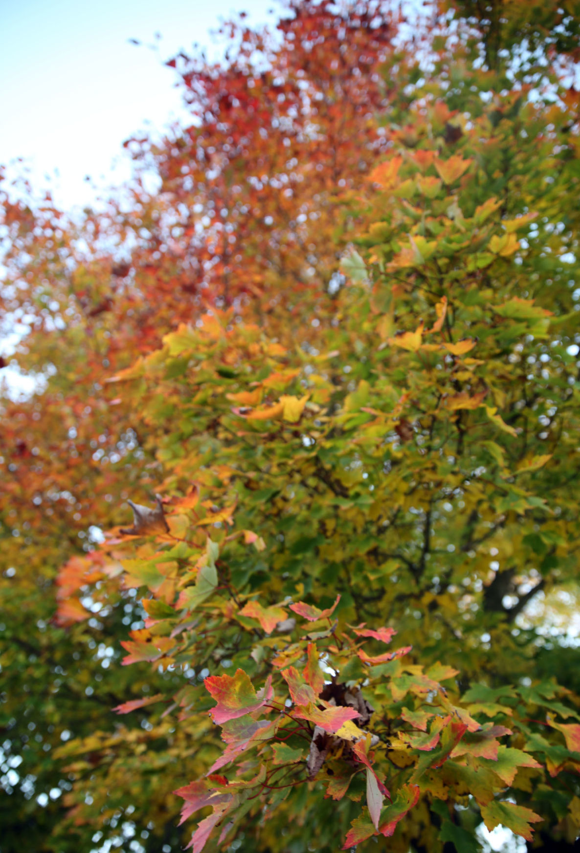 102519_nws_fallfoliage